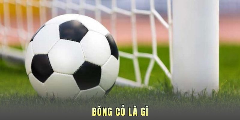 Bóng Cỏ Là Gì? Mỏ Vàng Lộ Thiên Giúp Bet Thủ Đổi Đời